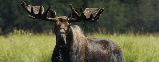 moose