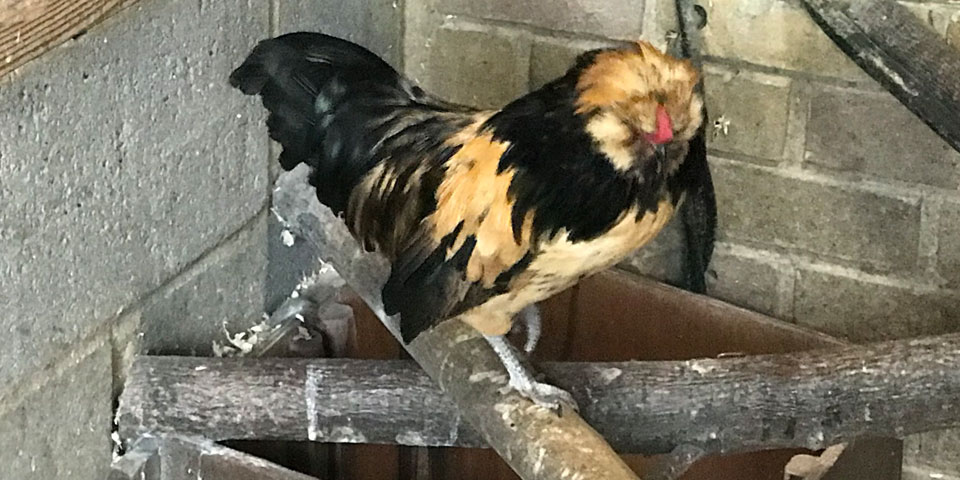 Picture of Zenos, an orange and black Barbu de Watermael cockerel