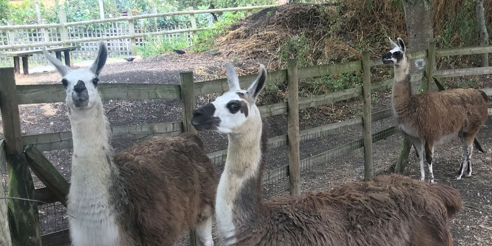 Picture of three llamas in an enclosure looking at the camera.